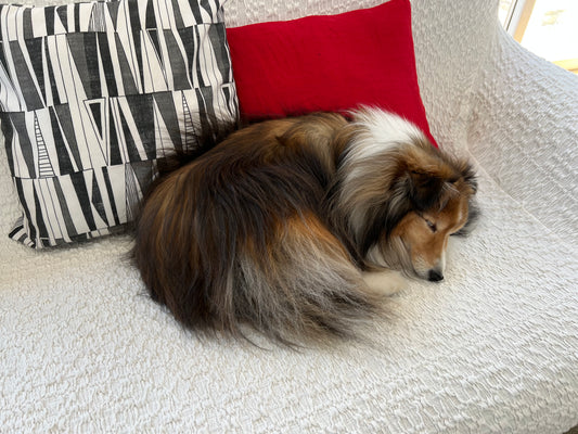 犬のうんちについて