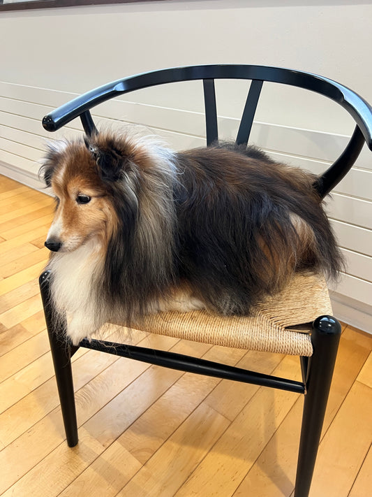 犬と暮らす部屋の室温について