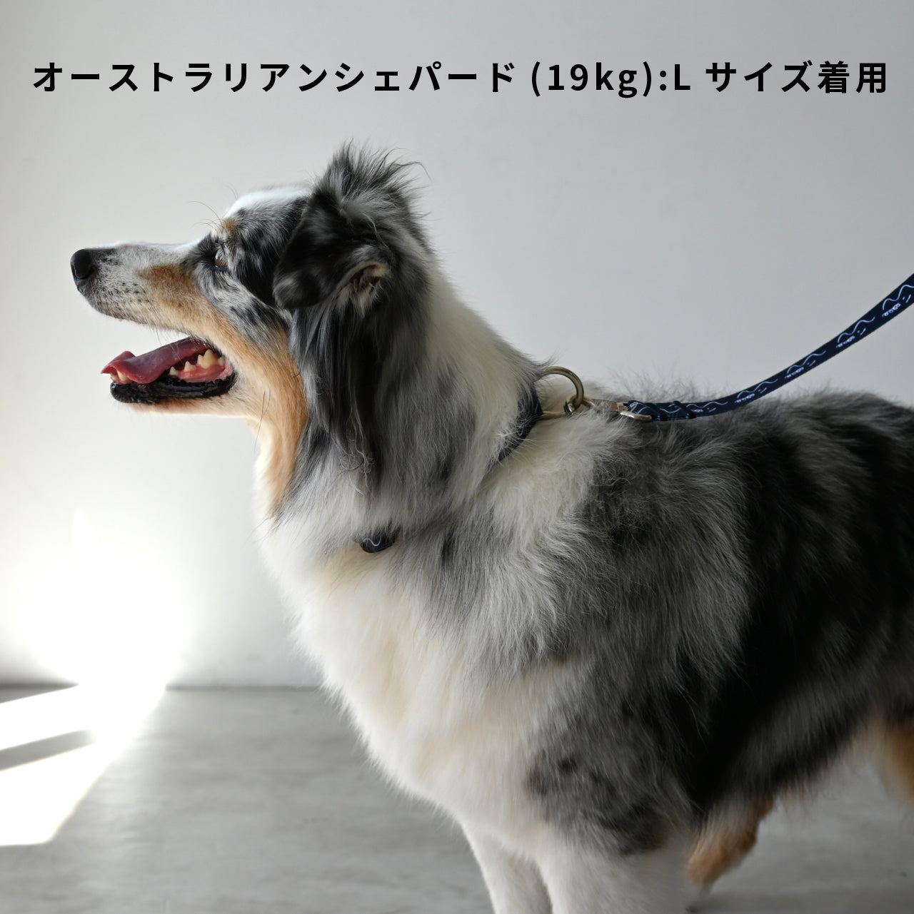 首輪 「dogsheds」ネイビー