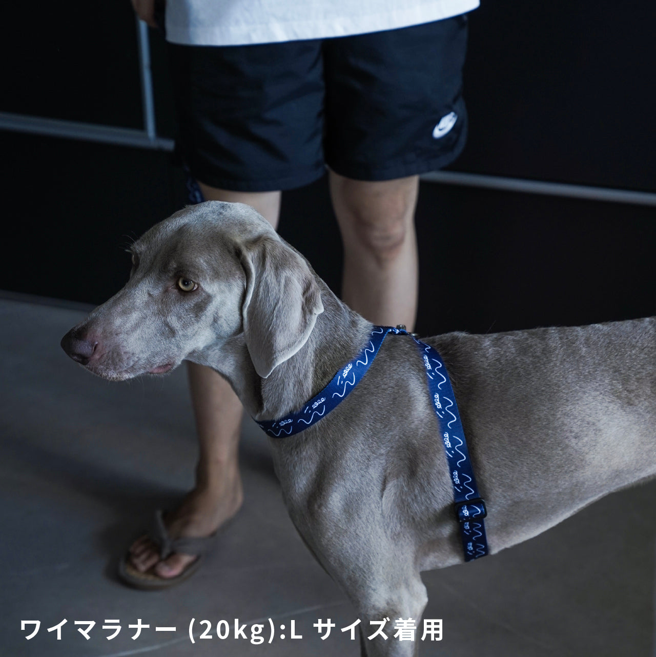 ハーネス8の字型 「dogsheds」ネイビー