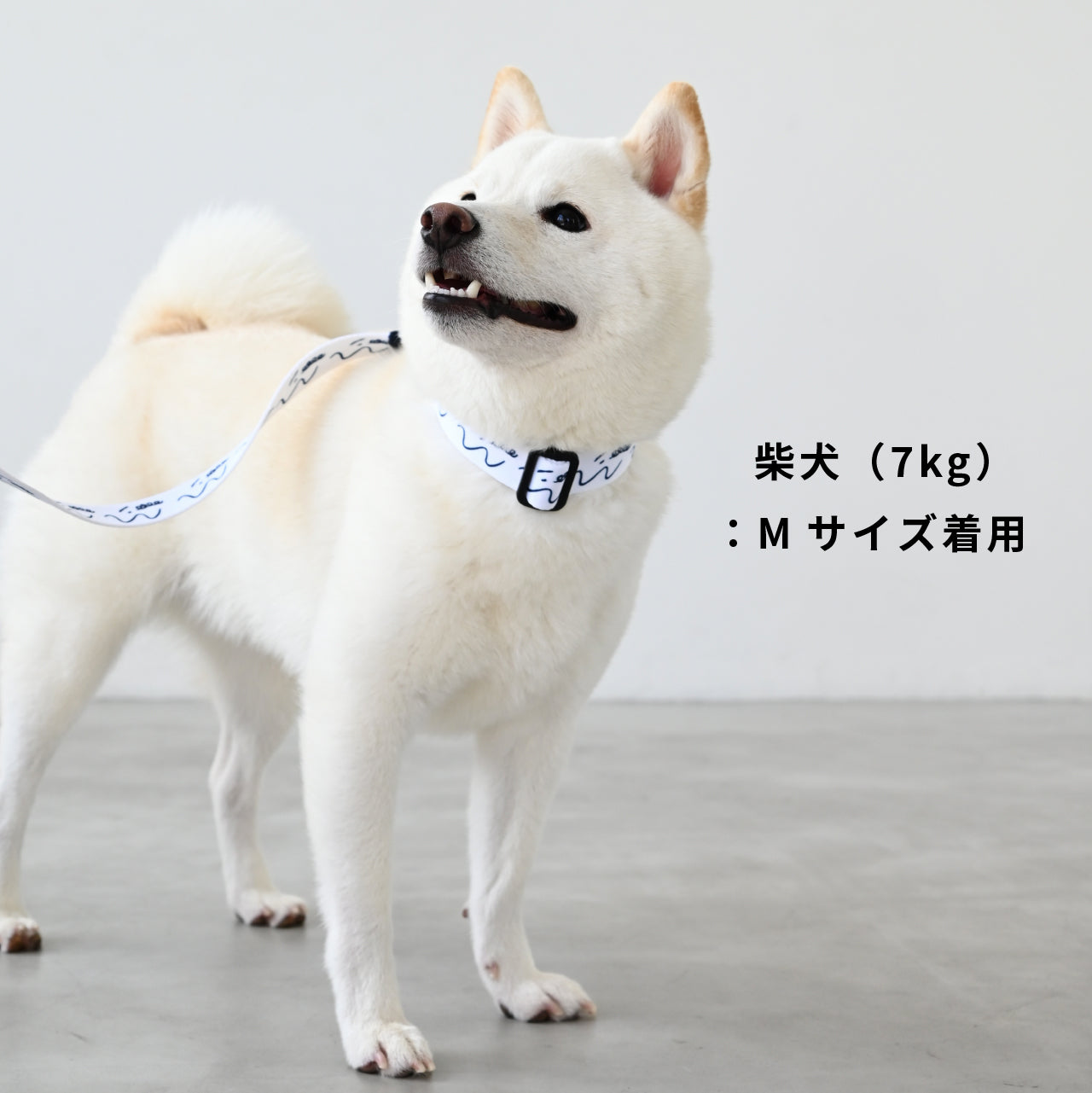 首輪 「dogsheds」ホワイト