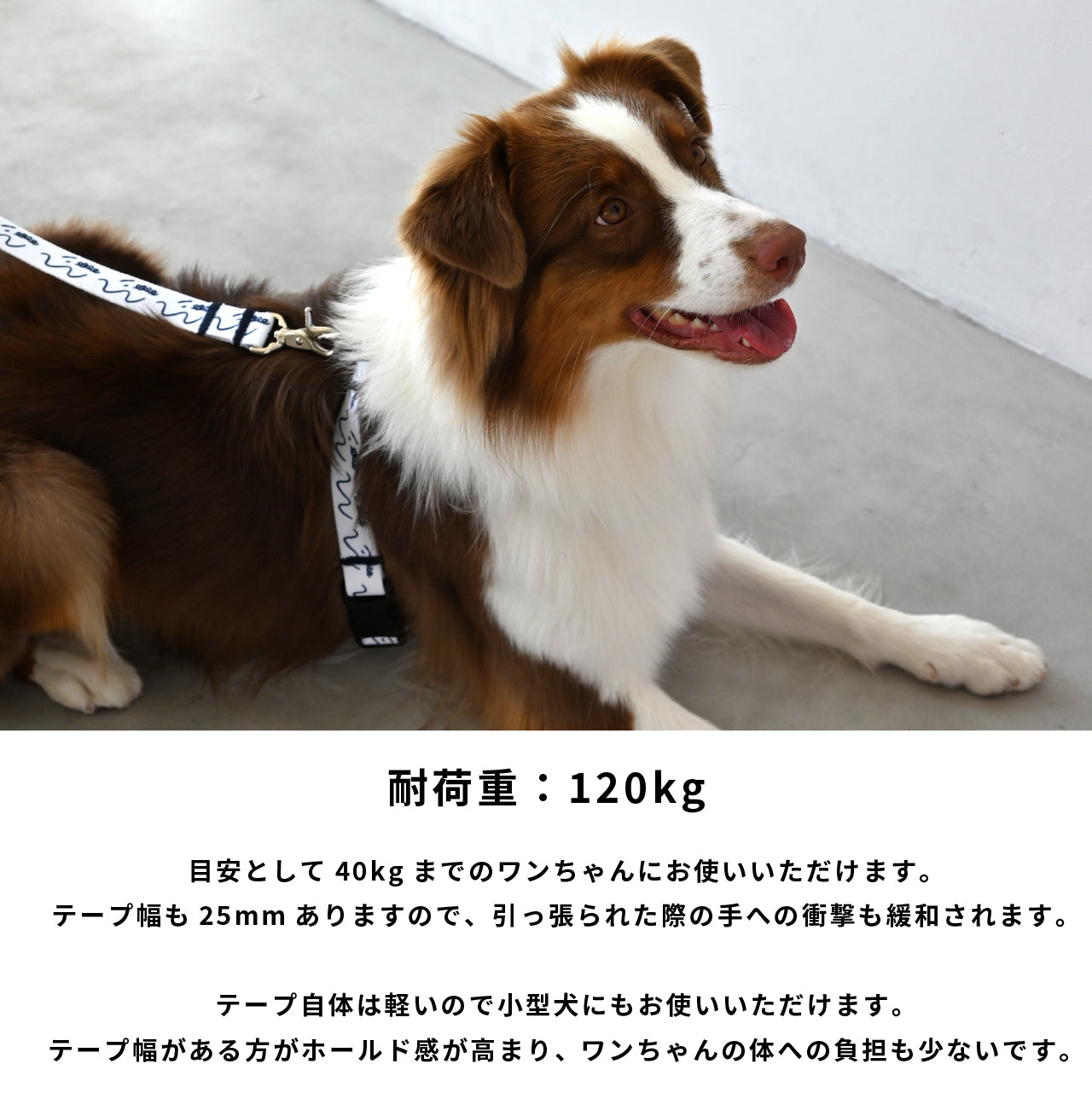 リード 「dogsheds」ホワイト