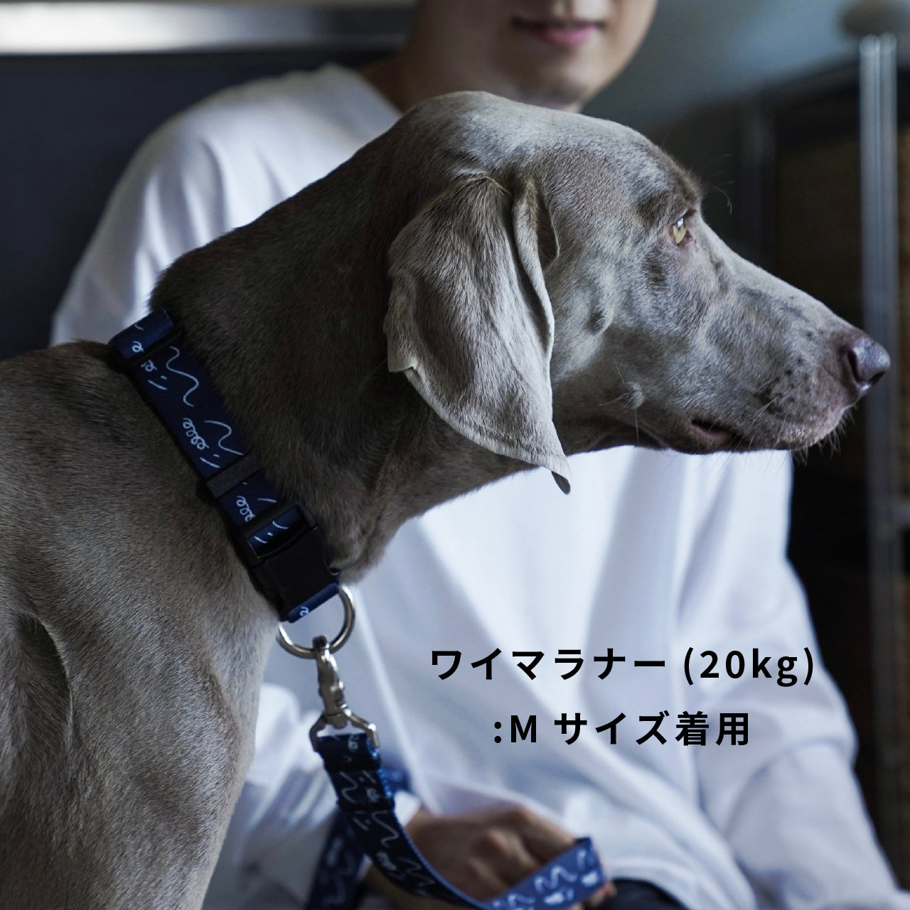 首輪 「dogsheds」ネイビー