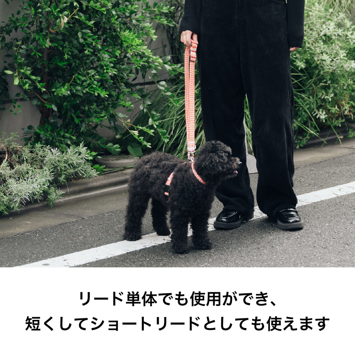 ショルダーリード on JETGLIDE®︎ Windowcheck アイボリー×アズキ