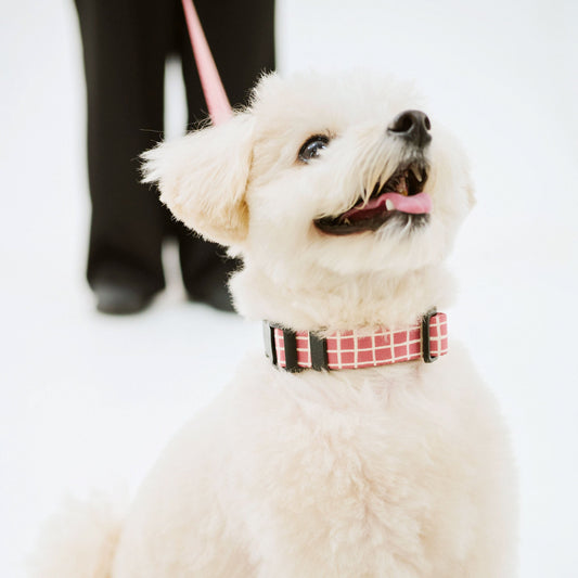首輪 Windowcheck アズキ×アイボリー