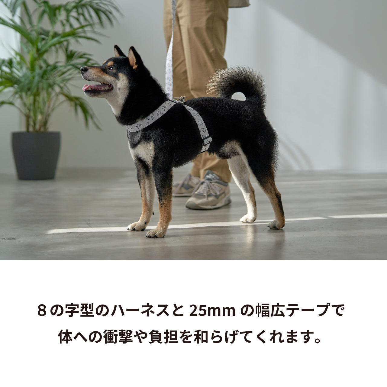 inuno. × 湖中そう 8の字型ハーネス 「拒否柴」ホワイト