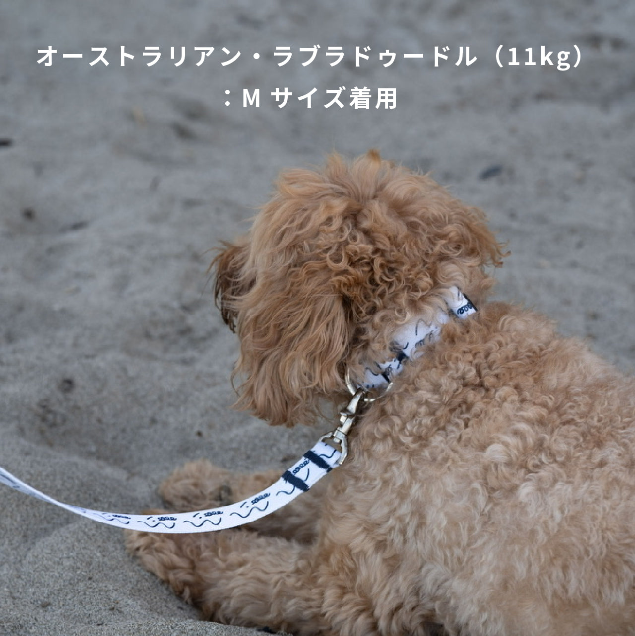 首輪 「dogsheds」ホワイト