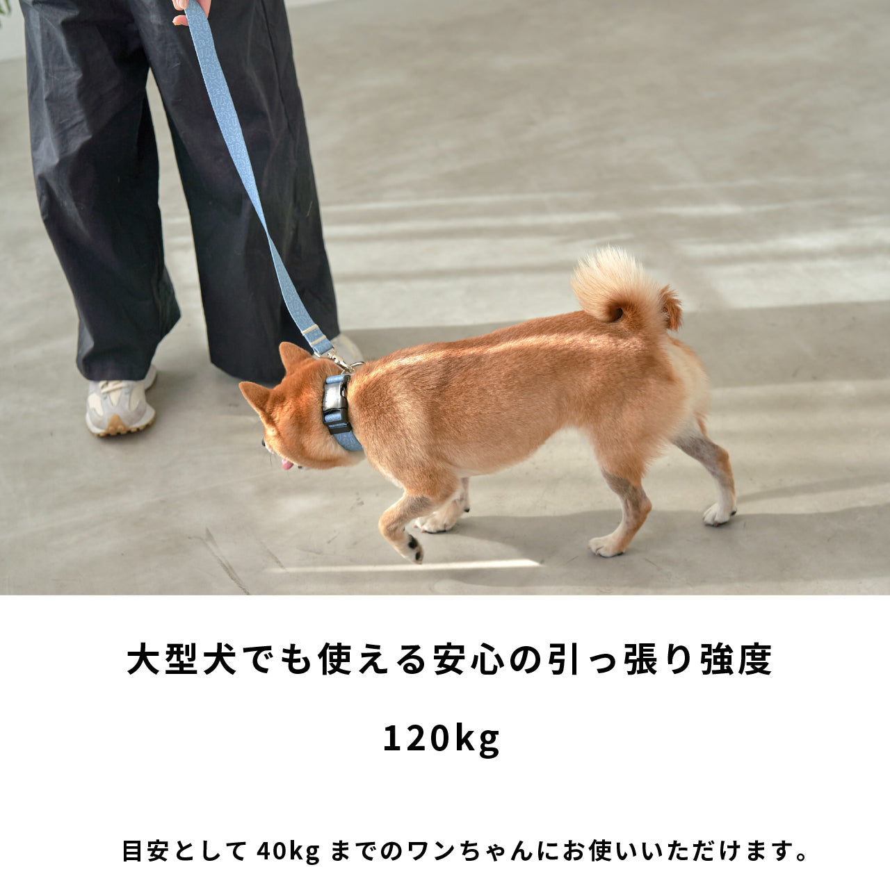 inuno. × 湖中そう リード 「柴だらけ」フィンランドブルー