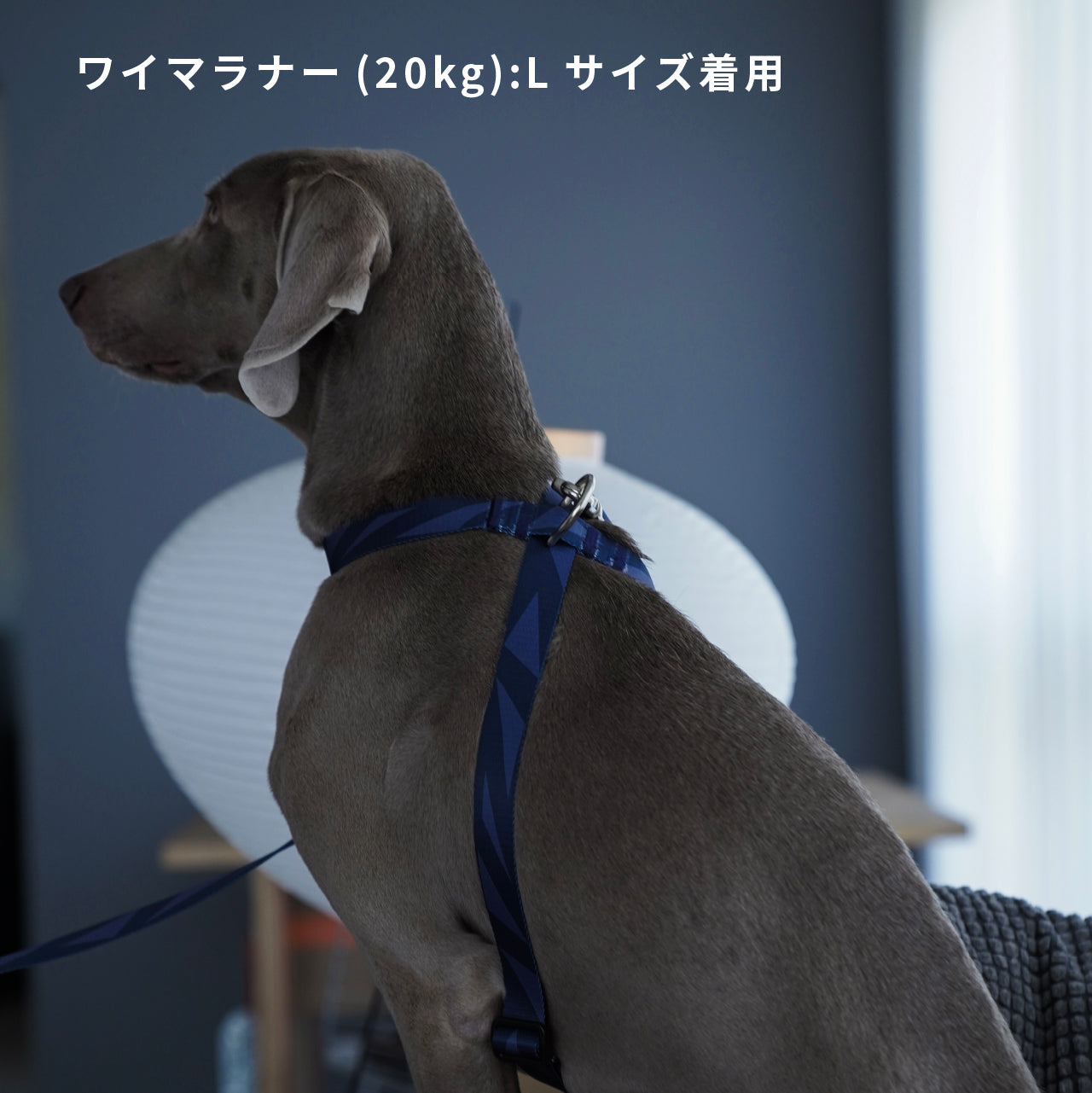 ハーネス8の字型「geometric」ネイビー