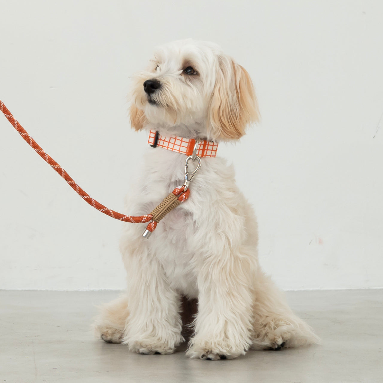 首輪 Windowcheck アイボリー×オレンジ