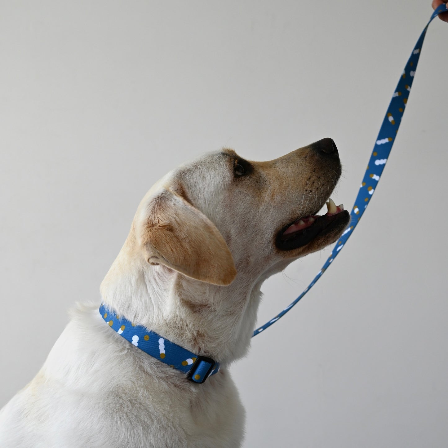 首輪 movement of light ブルー