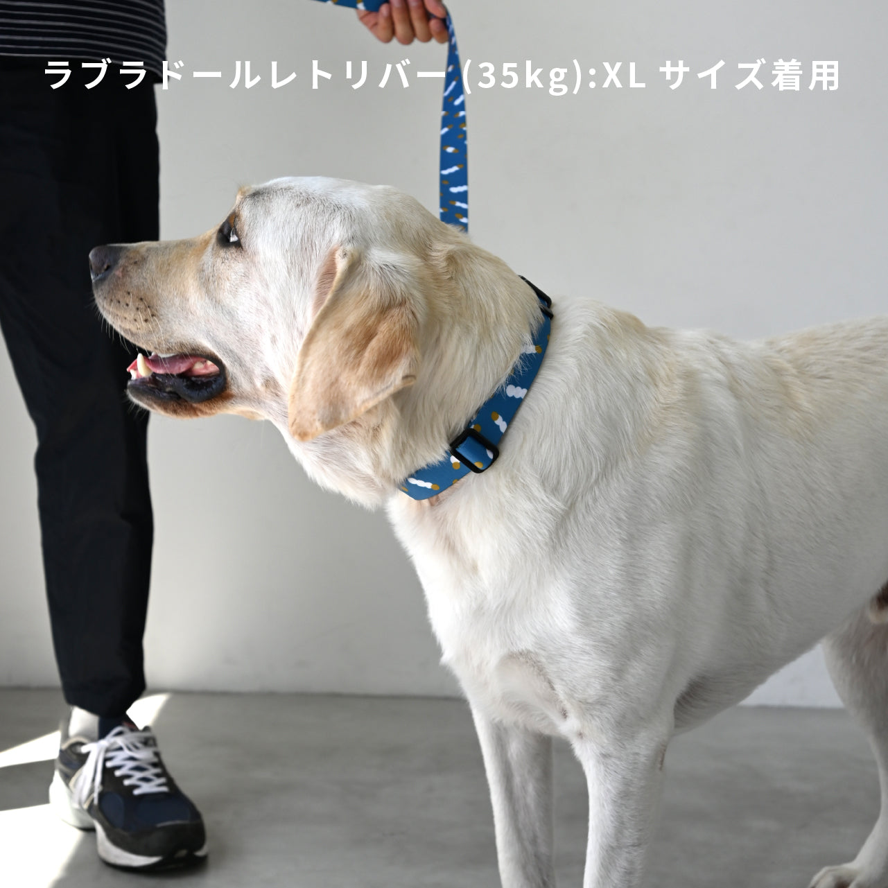 inuno. × tomokomurata 首輪 「movement of light」ブルー