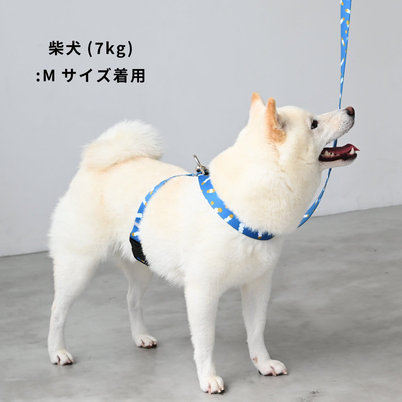 inuno. × tomokomurata 8の字型ハーネス 「movement of light」ブルー