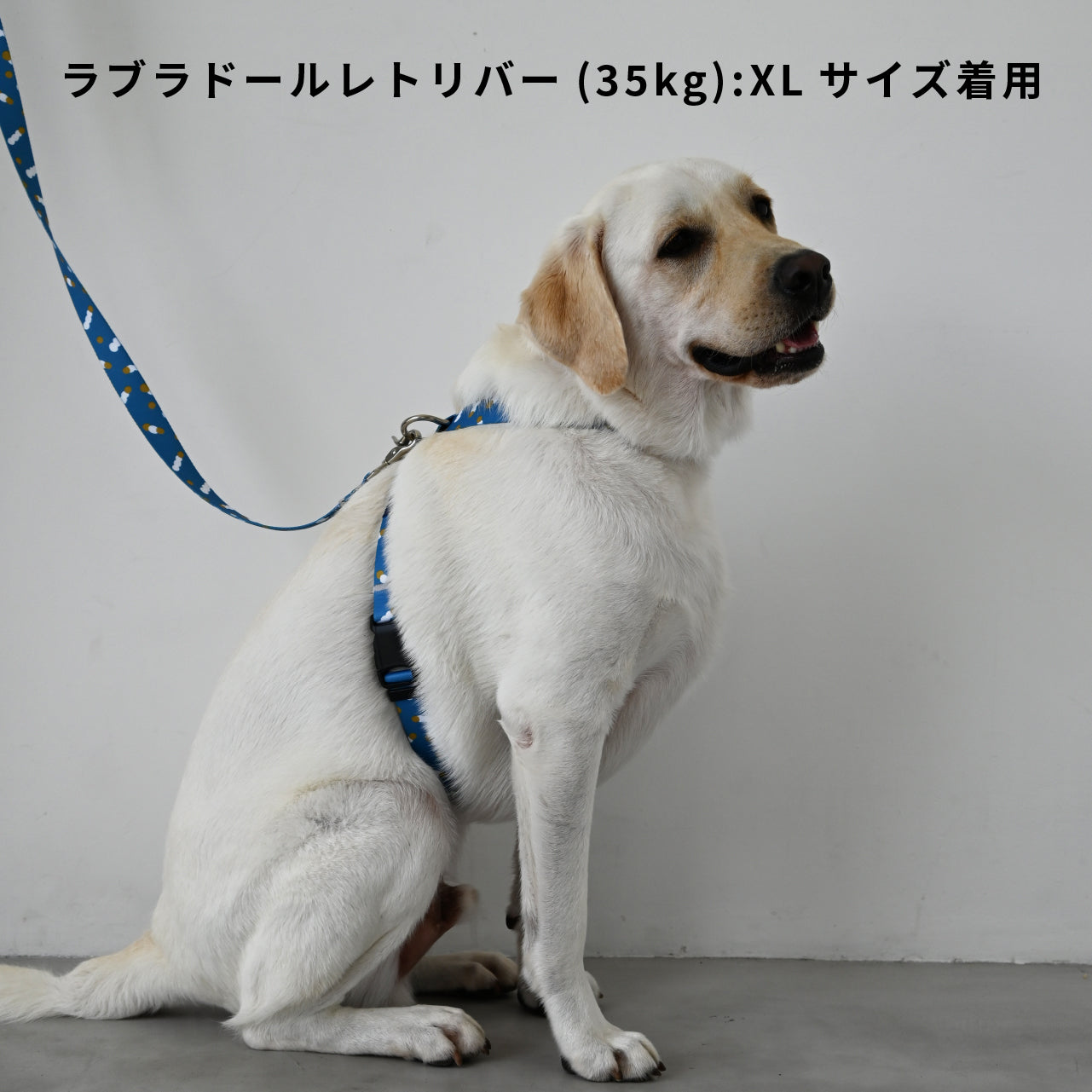 inuno. × tomokomurata 8の字型ハーネス 「movement of light」ブルー