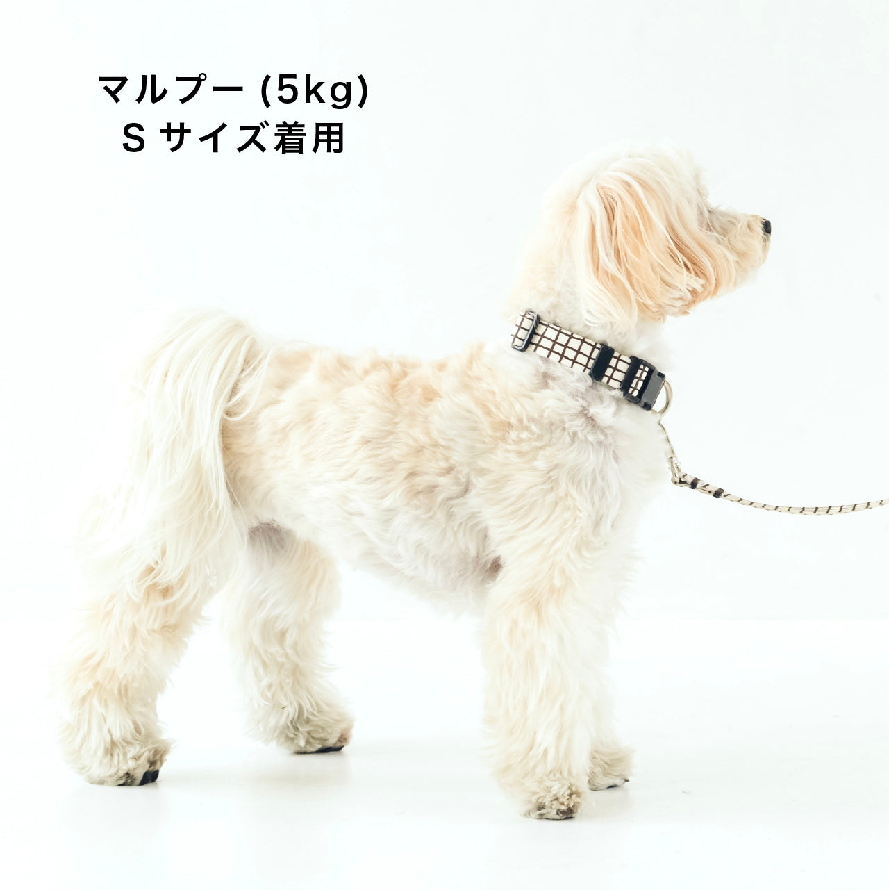 首輪 Windowcheck アイボリー×ブラウン