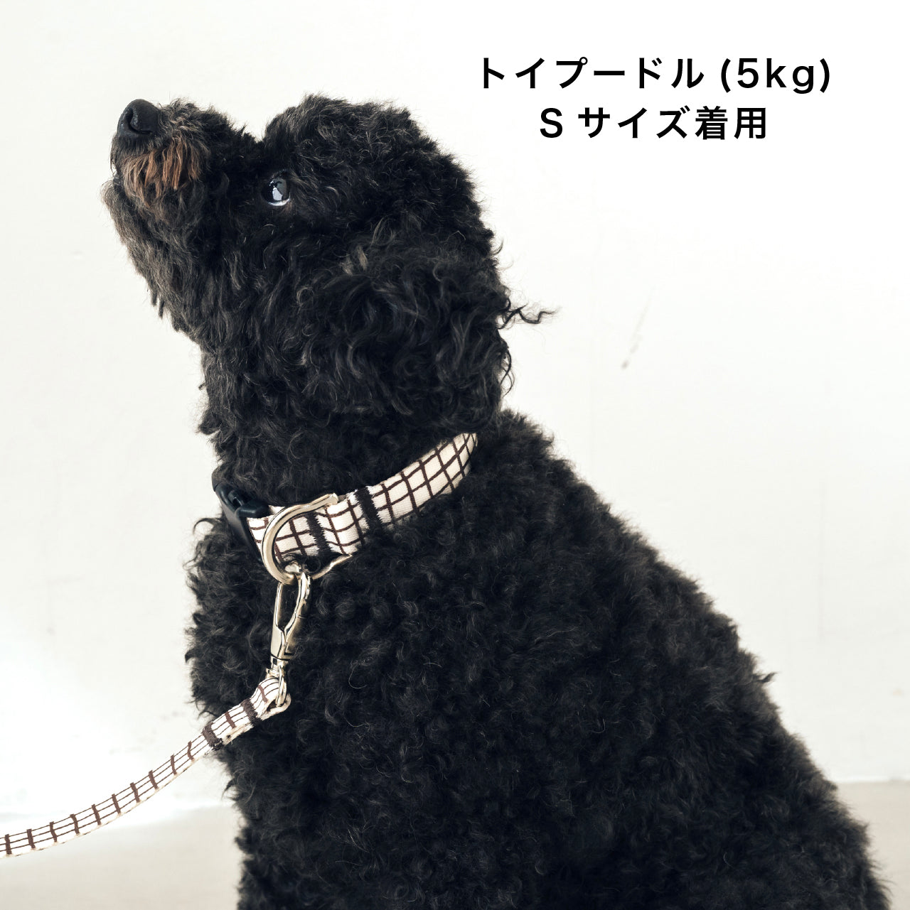 首輪 Windowcheck アイボリー×アズキ