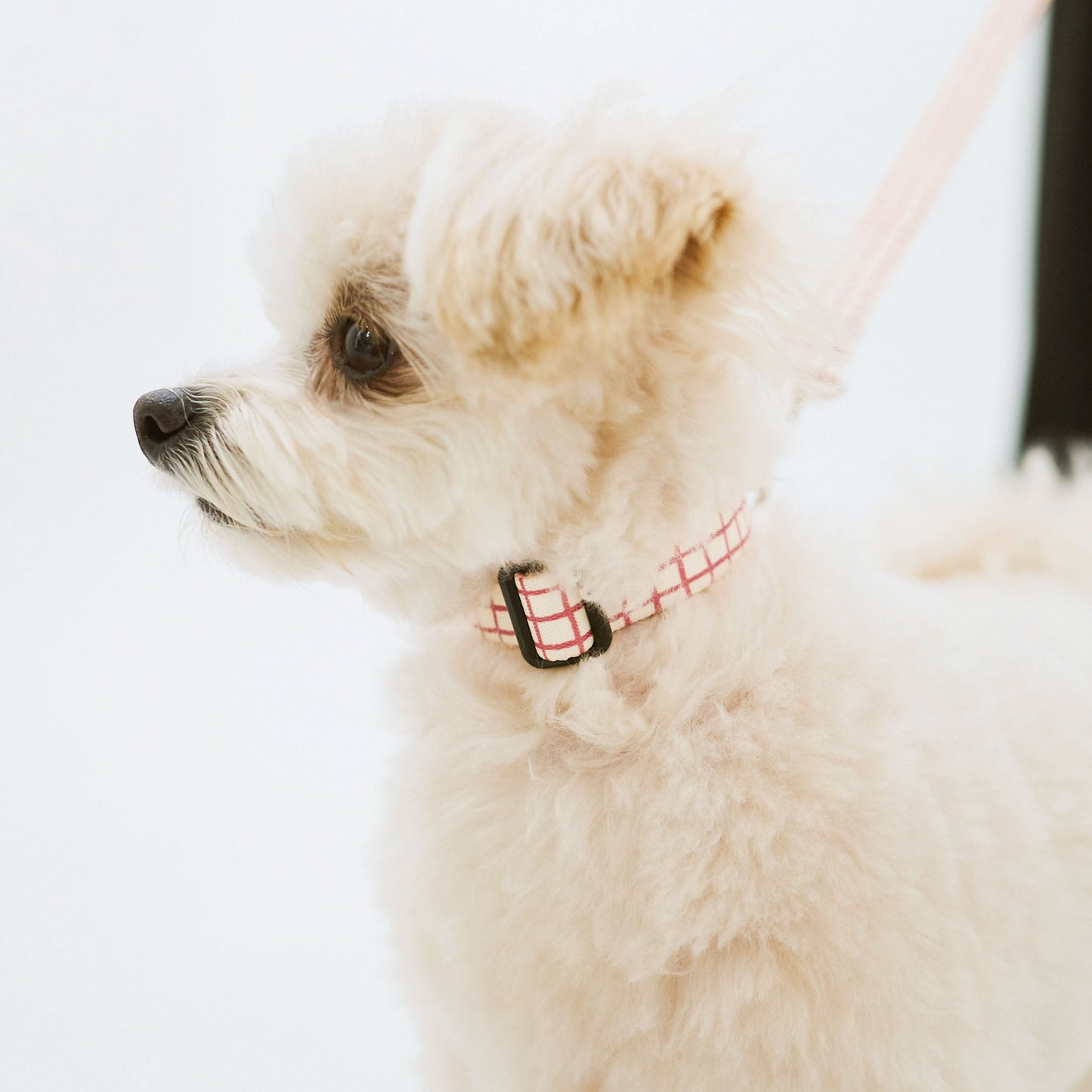首輪 Windowcheck アイボリー×アズキ