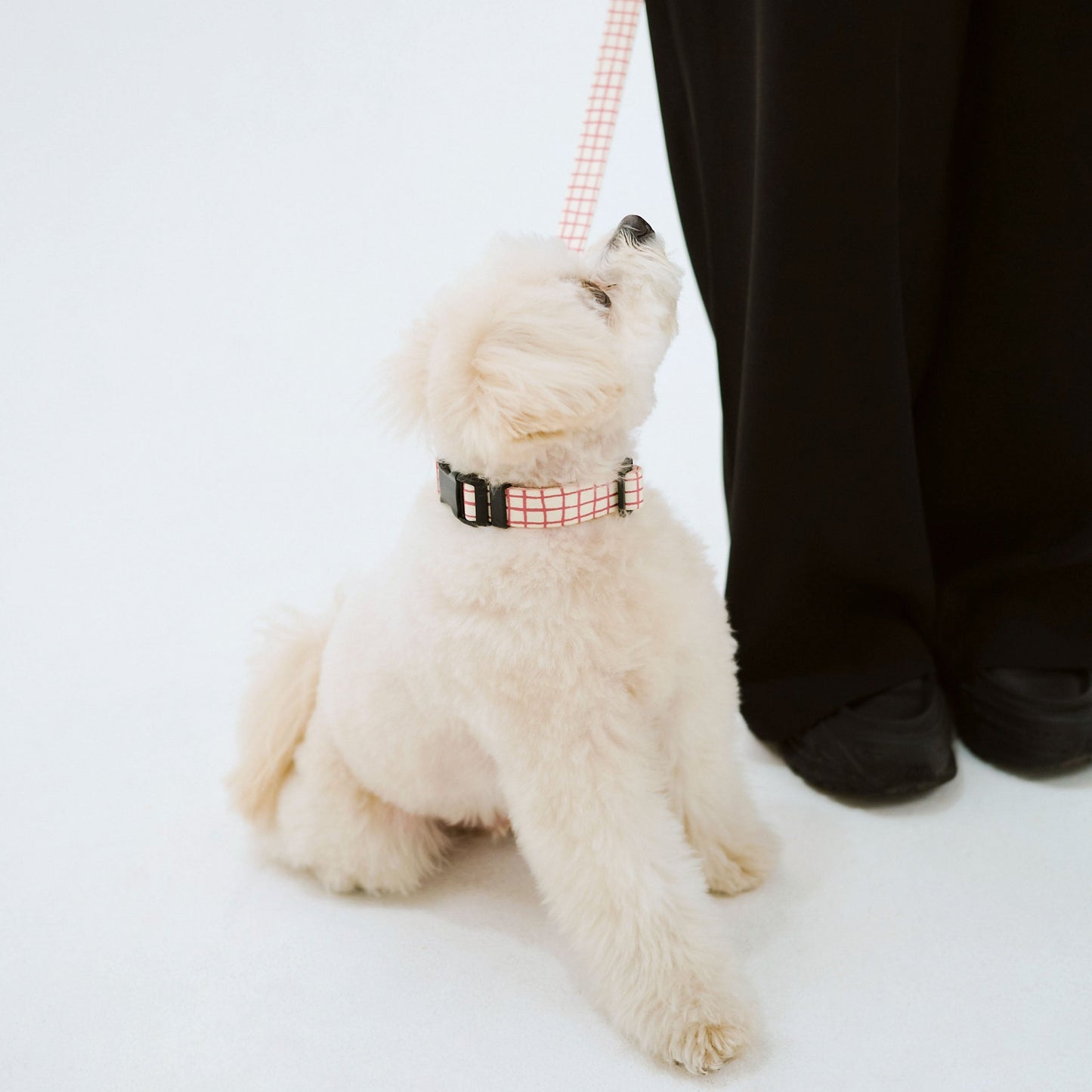 首輪 Windowcheck アイボリー×アズキ