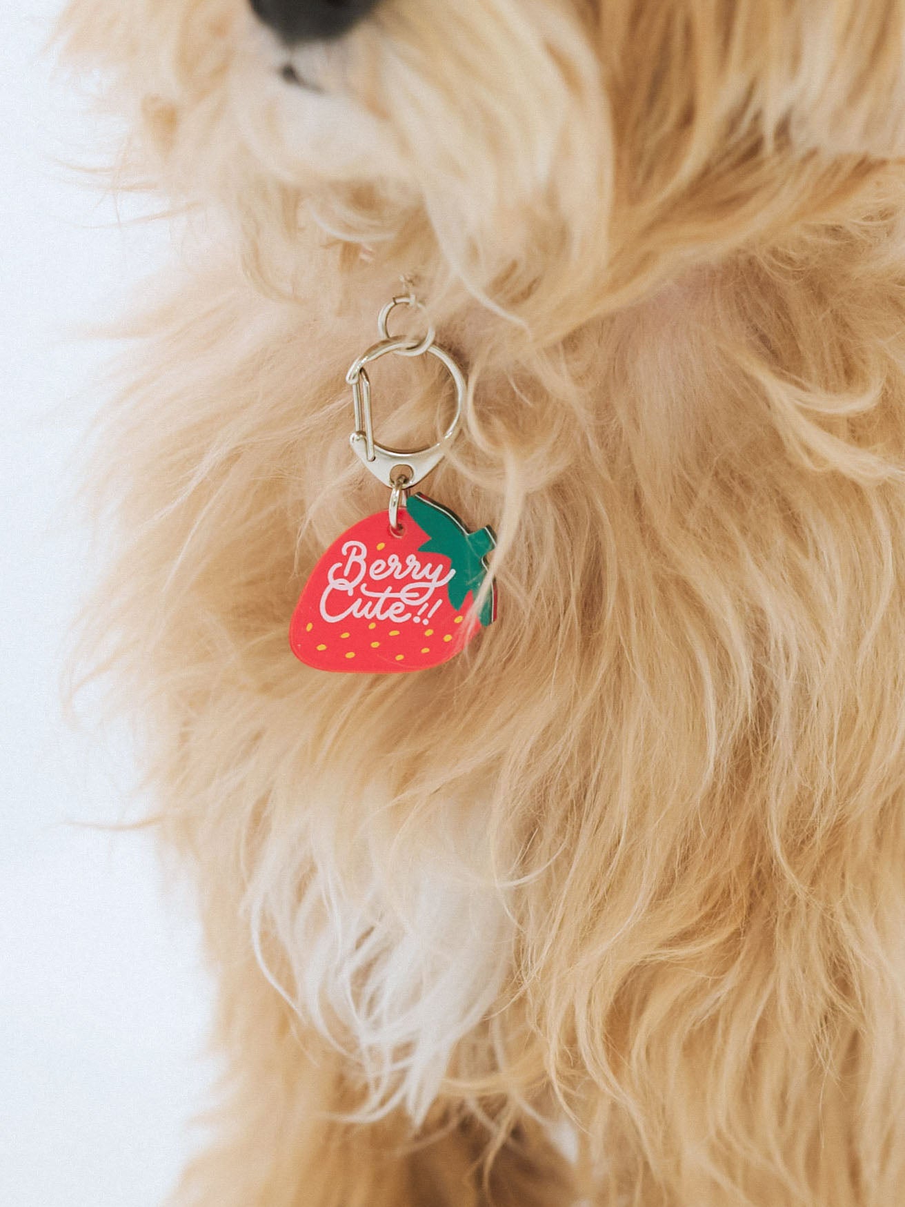 inuno.｜Dog Life Products