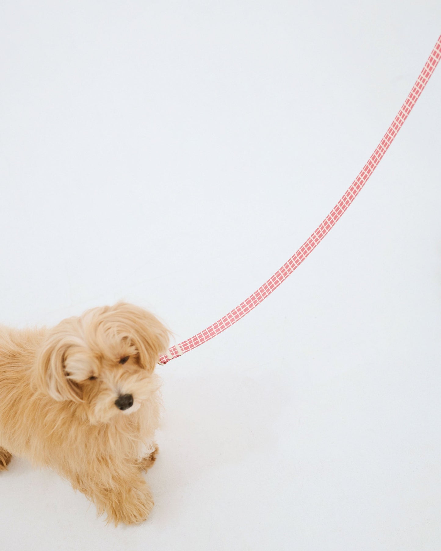 リード Windowcheck アズキ×アイボリー