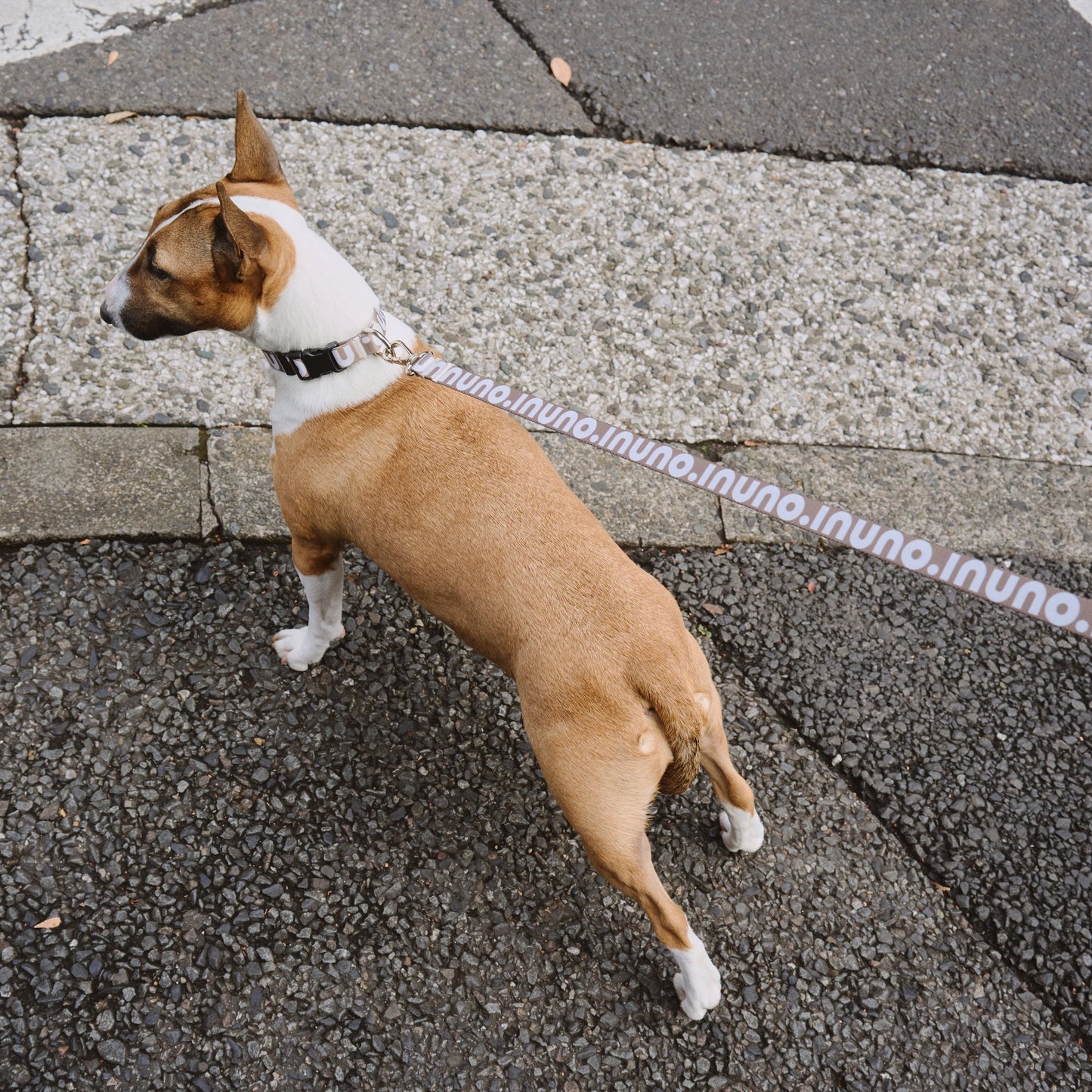 リード  inuno. logo ベージュ